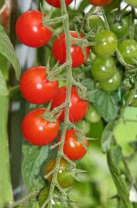 08_August_Tomate